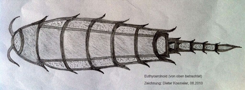 Euthycarcinoid (Urkrebs, Urinsekt); Zeichnung: Dieter Kosmeier