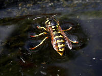  Foto: Thomas Rickinger; Deutsche Wespe sitzt auf dem Wasser auf
