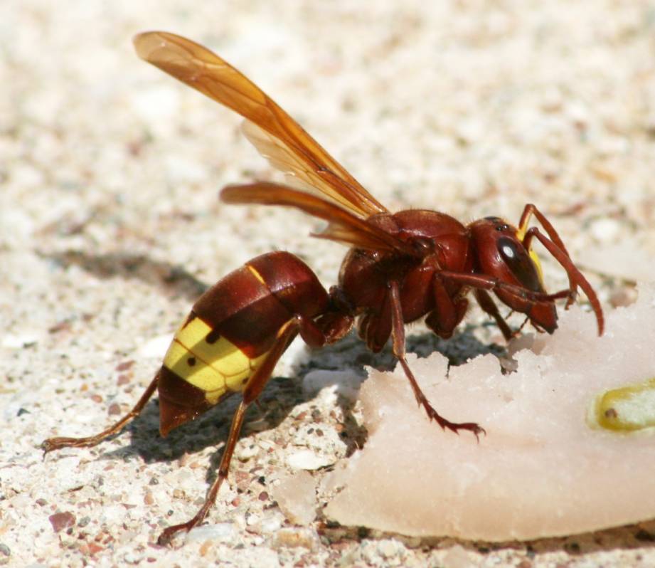 vespa orientalis
