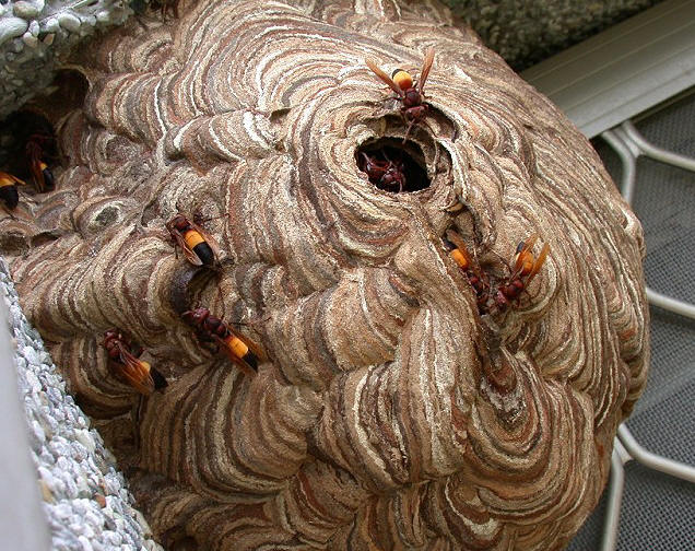 Vespa affinis nest
